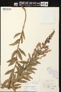 Spiraea alba image