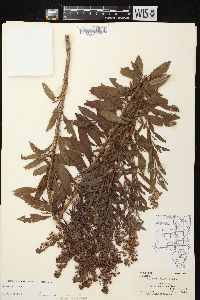 Spiraea alba image