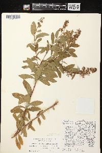 Spiraea alba image