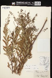 Spiraea alba var. alba image