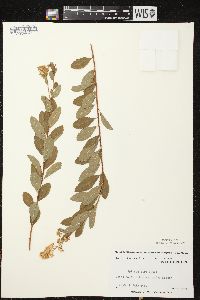 Spiraea alba image