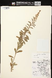 Spiraea alba image