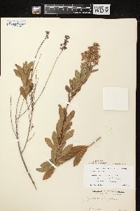 Spiraea alba image