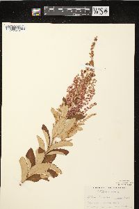 Spiraea tomentosa image