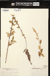 Spiraea tomentosa image