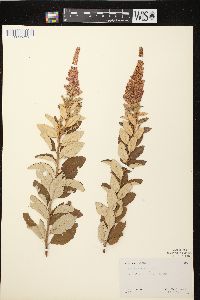 Spiraea tomentosa image