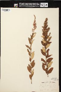 Spiraea tomentosa image