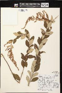 Spiraea tomentosa var. rosea image