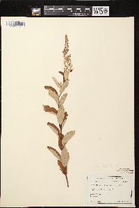 Spiraea tomentosa image