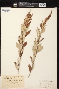 Spiraea tomentosa image