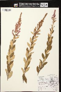 Spiraea tomentosa image