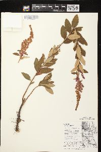 Spiraea tomentosa image