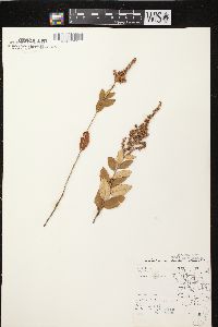 Spiraea tomentosa image