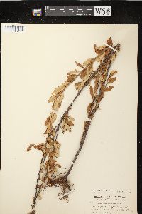 Spiraea tomentosa image