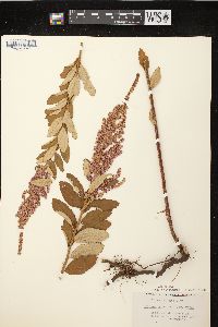 Spiraea tomentosa image