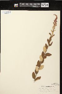 Spiraea tomentosa image