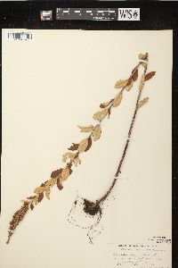 Spiraea tomentosa image