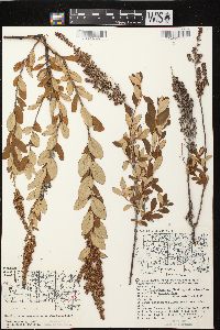 Spiraea tomentosa image