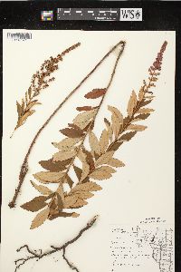 Spiraea tomentosa image