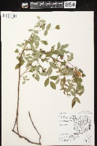 Rosa carolina subsp. carolina image