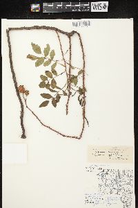 Rosa carolina subsp. carolina image