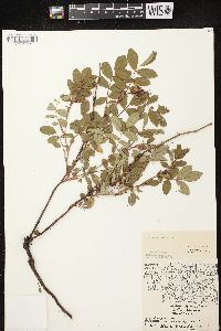 Rosa carolina subsp. carolina image