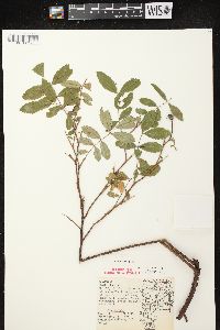 Rosa carolina subsp. carolina image