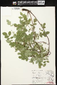 Rosa carolina subsp. carolina image