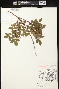 Rosa carolina subsp. carolina image