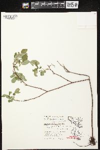 Rosa carolina subsp. carolina image