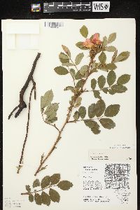 Rosa carolina subsp. carolina image