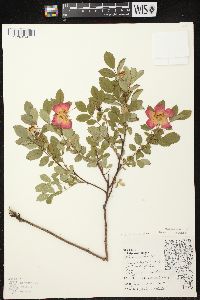 Rosa carolina subsp. carolina image