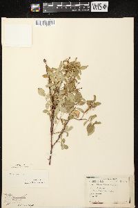 Rosa carolina subsp. carolina image