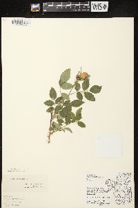 Rosa carolina subsp. carolina image