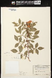 Rosa carolina subsp. carolina image