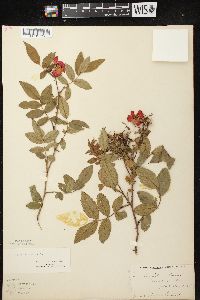 Rosa carolina subsp. carolina image