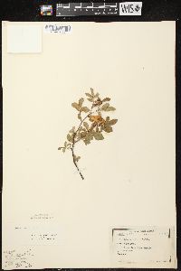 Rosa carolina subsp. carolina image