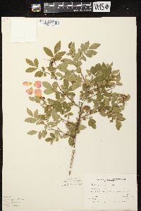 Rosa carolina subsp. carolina image