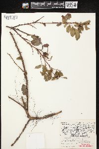 Rosa carolina subsp. carolina image