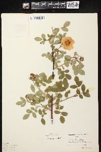 Rosa carolina subsp. carolina image