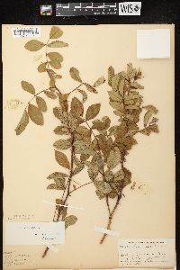 Rosa carolina subsp. carolina image