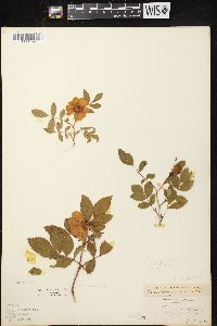 Rosa carolina subsp. carolina image