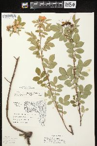 Rosa carolina subsp. carolina image