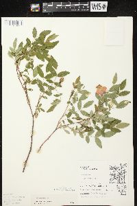 Rosa carolina subsp. carolina image