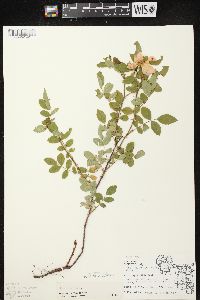 Rosa carolina subsp. carolina image