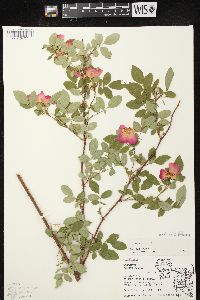 Rosa carolina subsp. carolina image