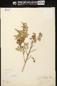 Rosa carolina subsp. carolina image