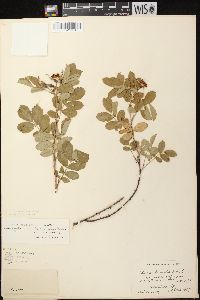 Rosa carolina subsp. carolina image