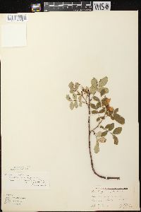 Rosa carolina subsp. carolina image