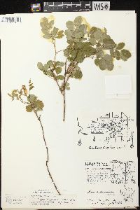 Rosa carolina subsp. carolina image